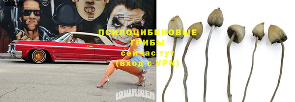 стаф Инта